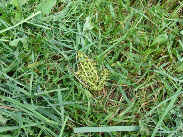leopard_frog_in_grass.JPG