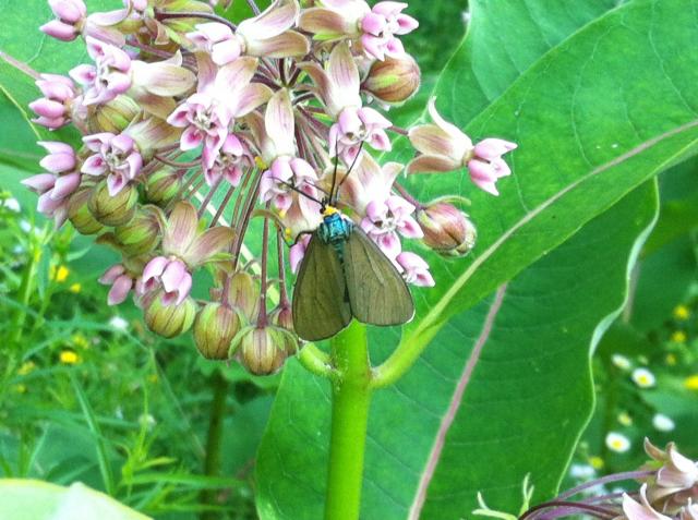 milkweed.JPG