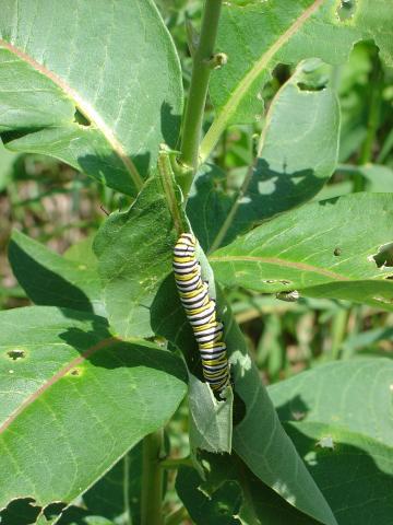 monarch_caterpillar.JPG
